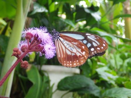 羽にペンで羽化した日付が書かれたアサギマダラが紫色の花にとまっている写真