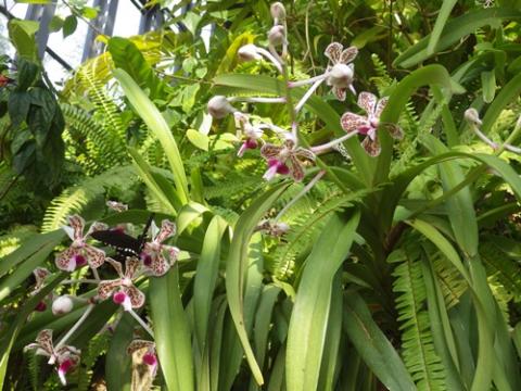複数の白とピンクの色をしたバンダの花の写真