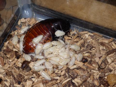 マダガスカルオオゴキブリに白い幼虫の赤ちゃんが複数くっついている写真