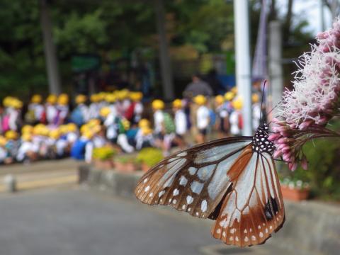 たくさんの児童がいる近くのピンクの花にアサギマダラがとまっている写真