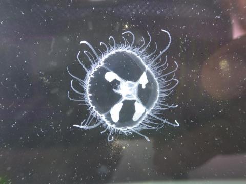 透明の水槽に入ったマミズクラゲの写真