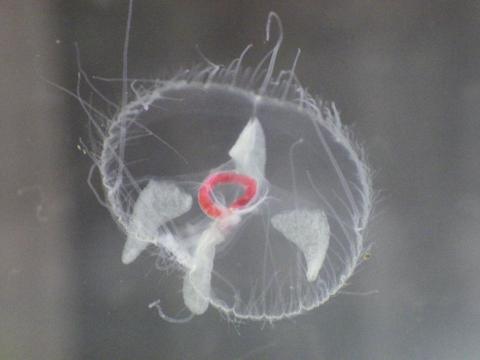 食べた赤い虫が透けて見えているマミズクラゲの写真