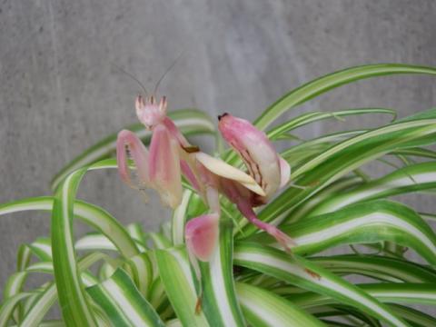 草の上でランの様なピンク色で花に似せているハナカマキリの写真