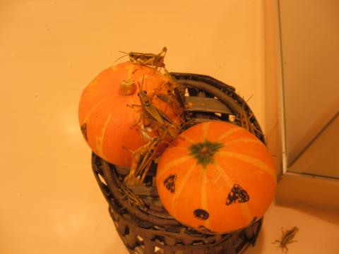 かごの中に入った2つのカボチャに乗ったバッタがカボチャをかじっている写真