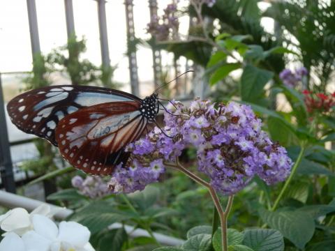 紫色の花にとまったアサギマダラの写真