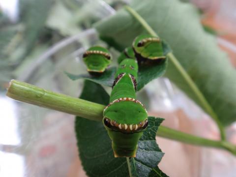 緑色に頭付近に茶色と白の線が入った蝶の幼虫が3匹葉っぱに乗っている写真