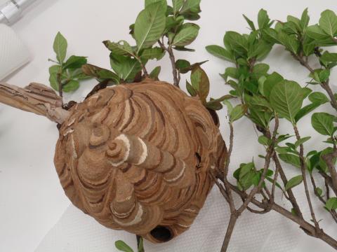 木の枝ごと切られたスズメバチの巣の写真