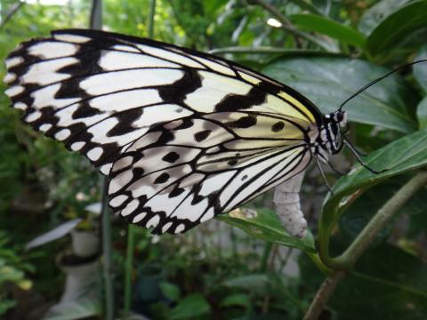 植物に卵を産んでいるオオゴマダラ