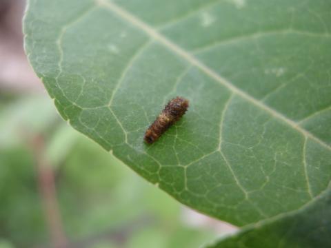 ナミアゲハの幼虫キハダが葉っぱについている写真