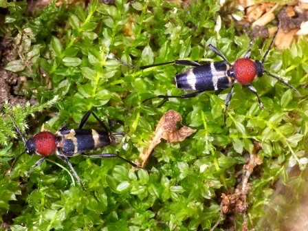2匹のクビアカトラカミキリが草に乗っている写真