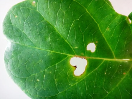ハート型に虫くいされた葉っぱの写真