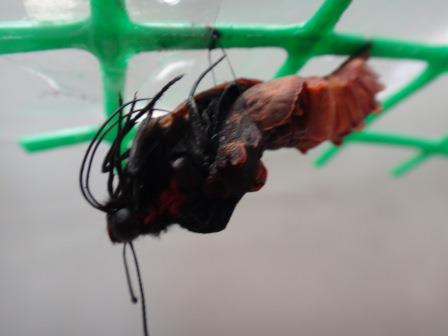 蝶々が幼虫の状態で死んでしまっている写真