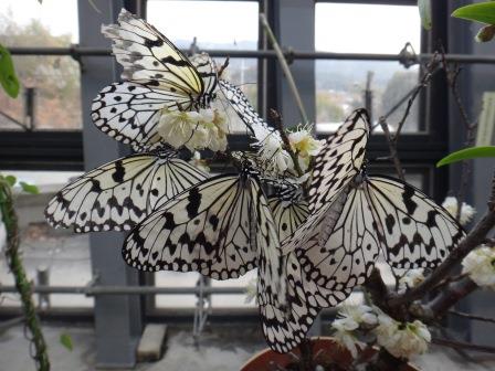 梅の花にたくさん群がる蝶々の写真