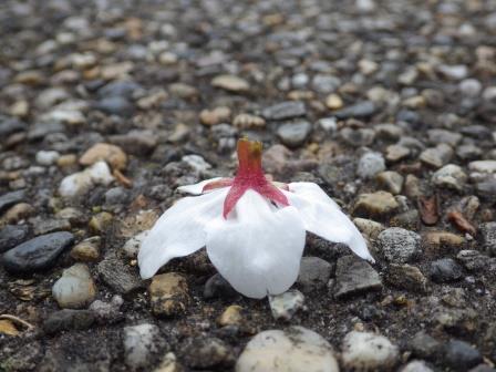 桜の花びらが一輪地面に落ちている写真