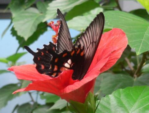 赤い花にとまっている黒いシロオビアゲハの写真