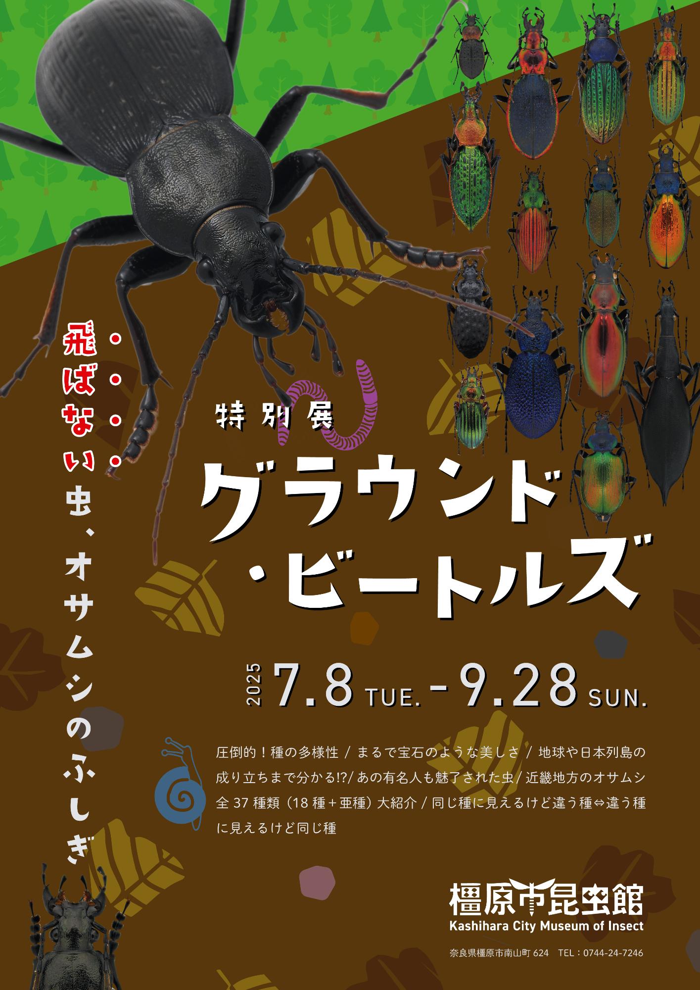 グラウンドビートルズ