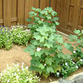 星型の葉の植木と、小さな白い花と紫の花が植えられている花壇の写真