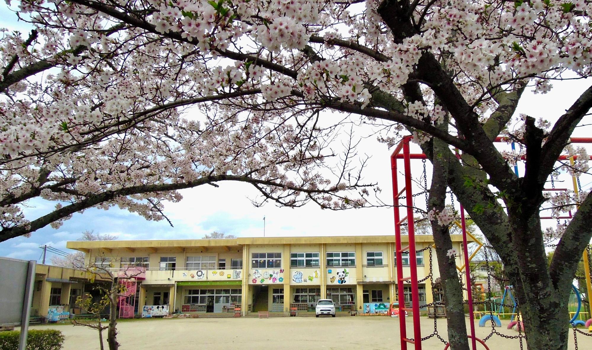 桜越しに見える園舎の写真