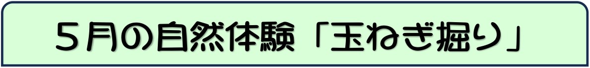 玉ねぎ掘り
