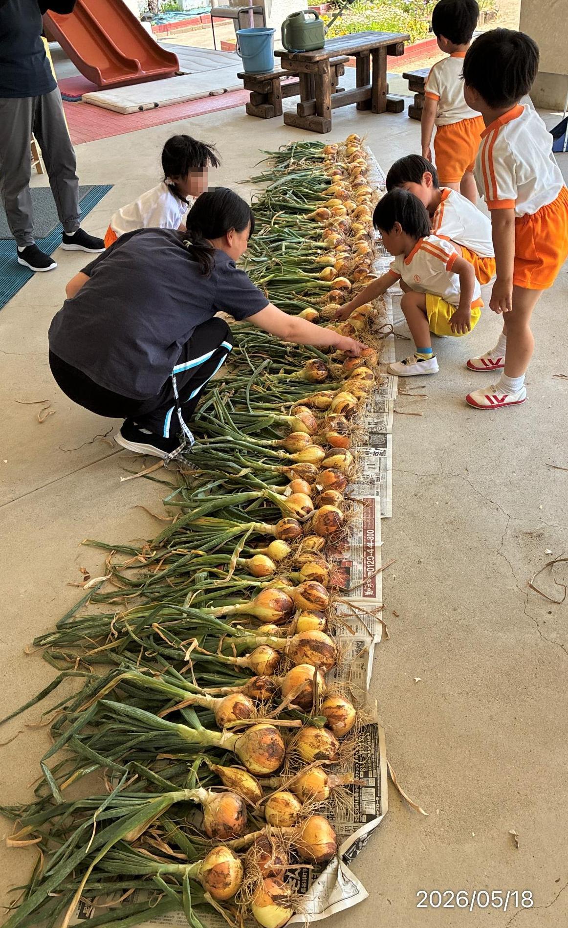玉ねぎ掘り