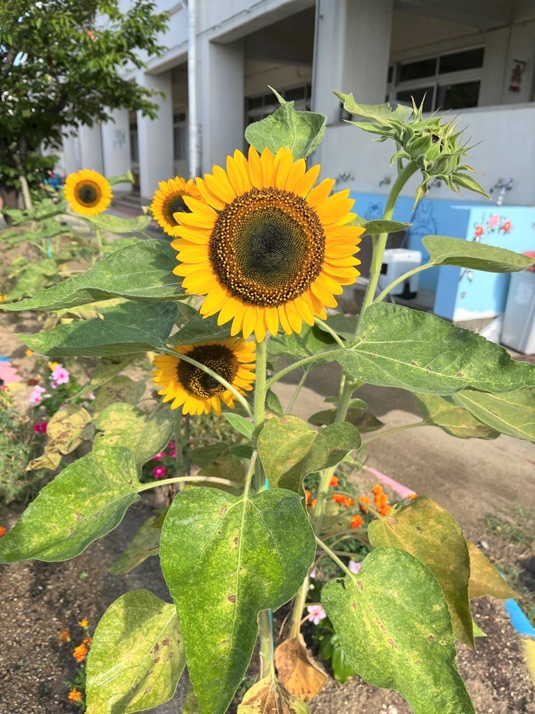 園庭で育てたひまわりが咲いている写真