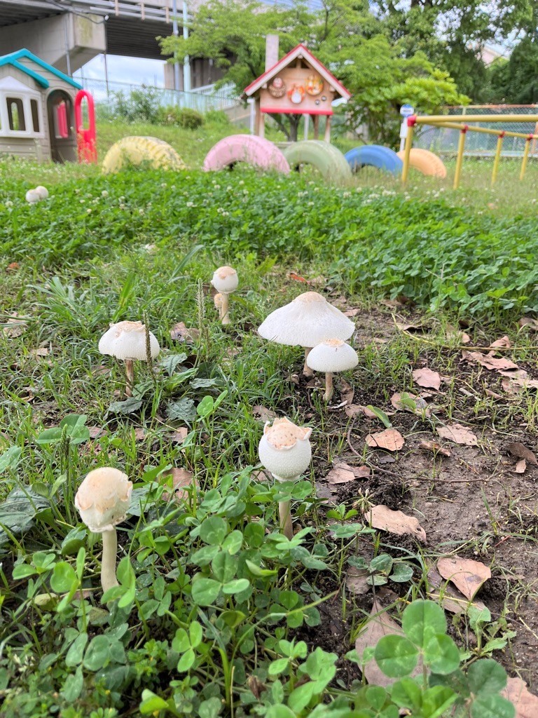 園庭に生えたキノコの写真