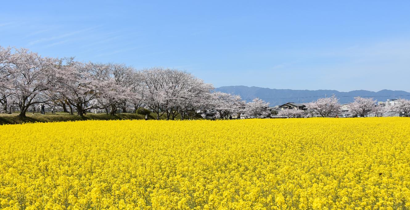 菜の花と桜が満開の藤原宮跡の写真