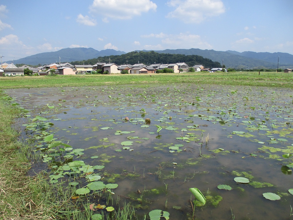 6月19日藤原宮跡ハナハス写真1