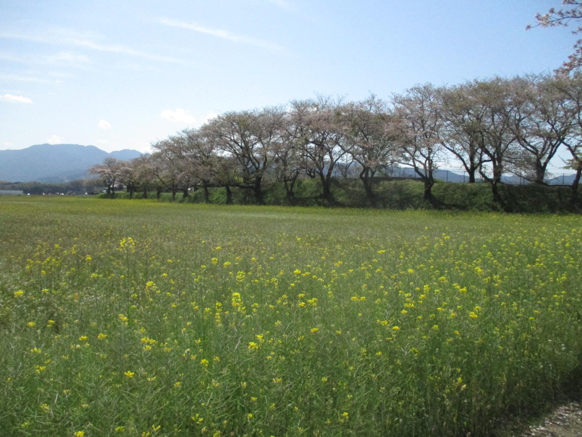 20240412藤原宮跡菜の花1