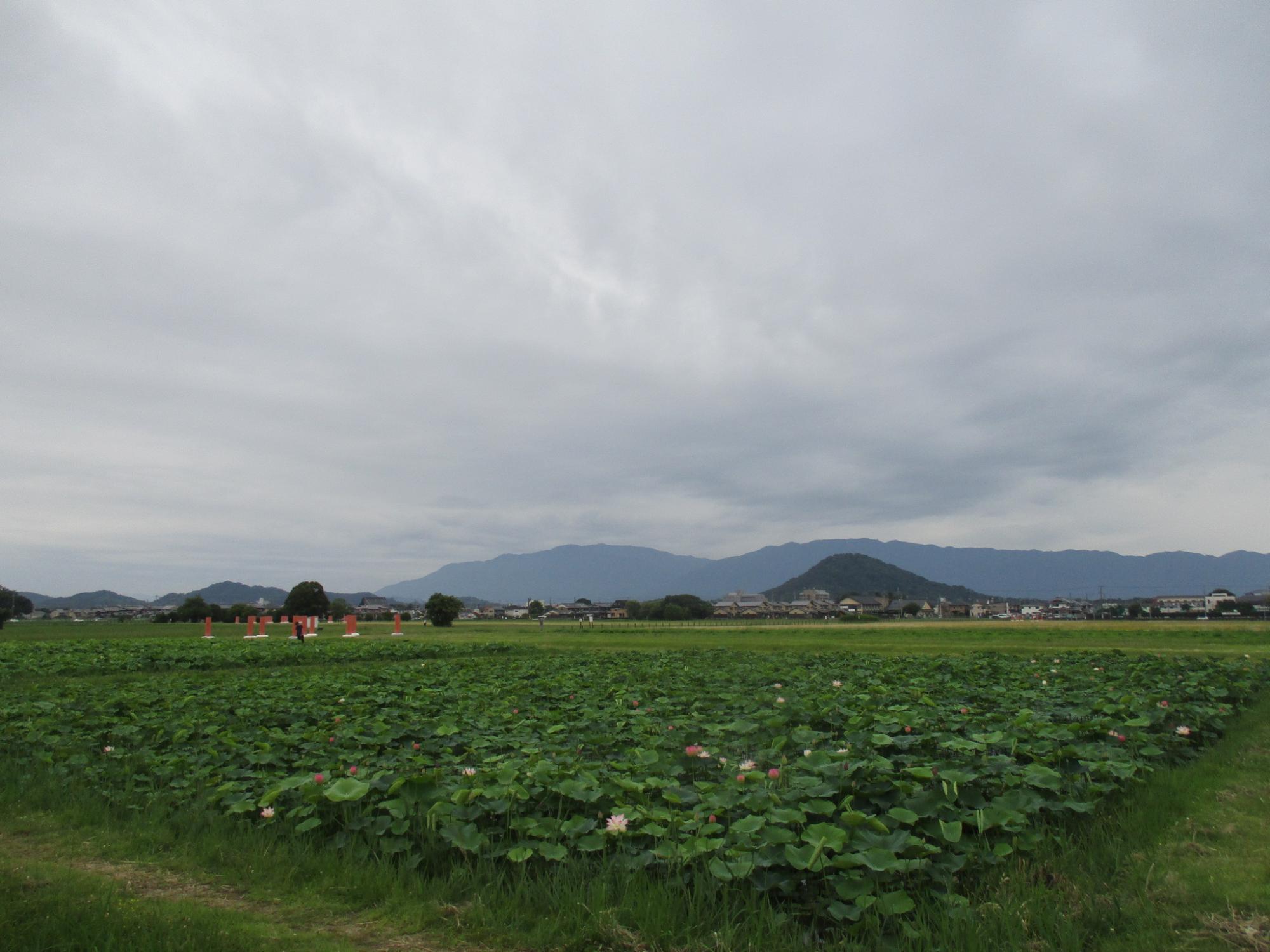20240627藤原宮跡ハナハス1