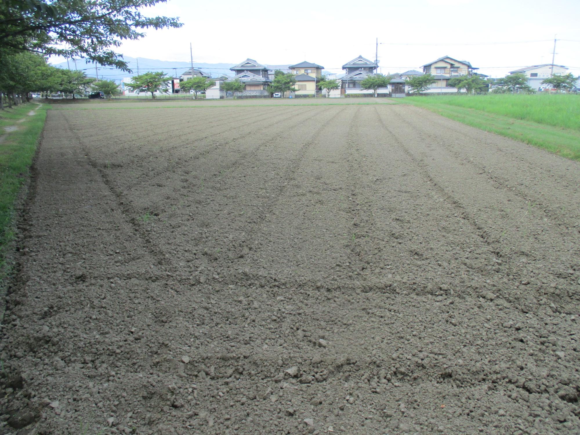 20240730藤原宮跡キバナコスモス
