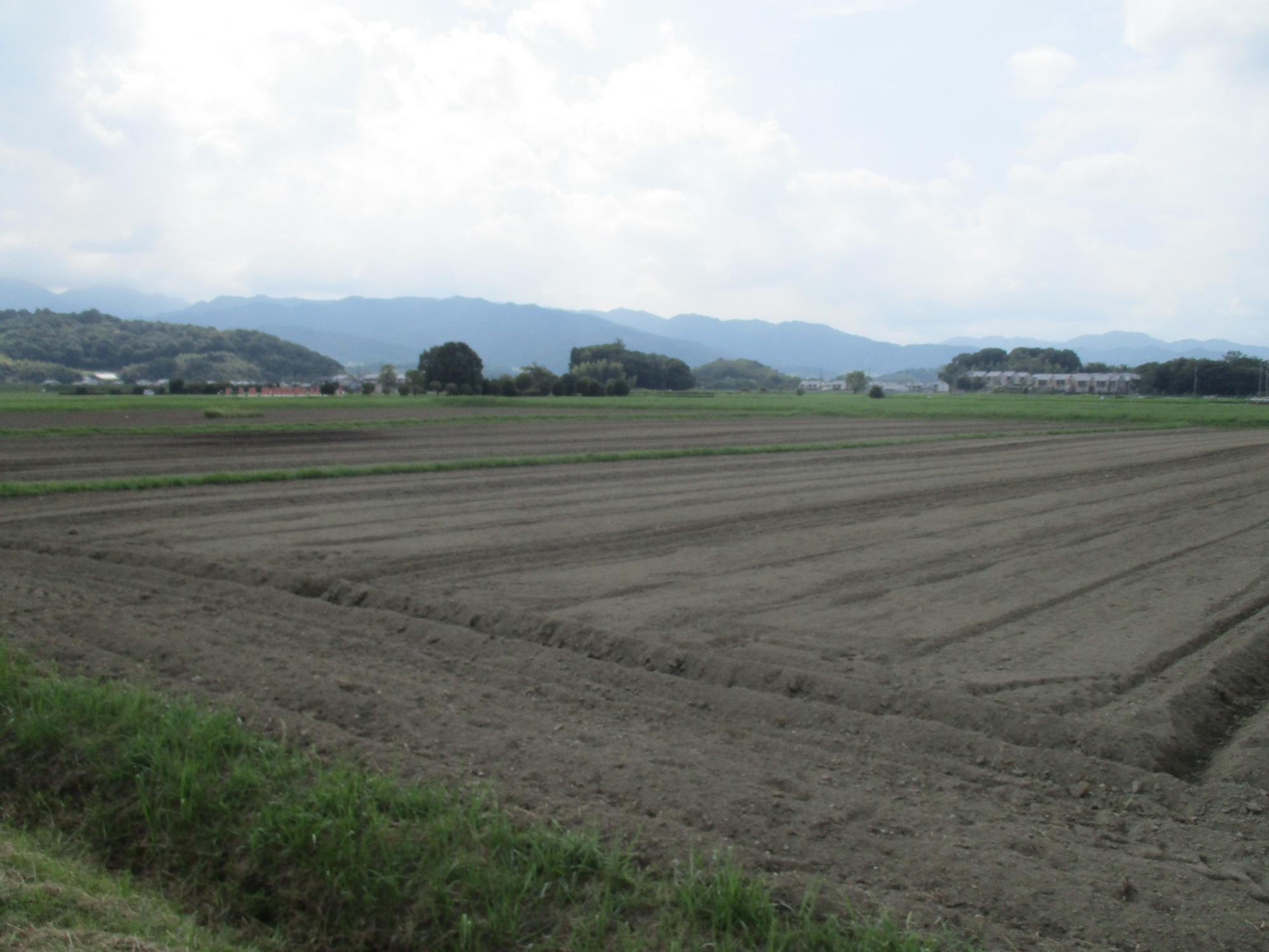 20240821藤原宮跡コスモス