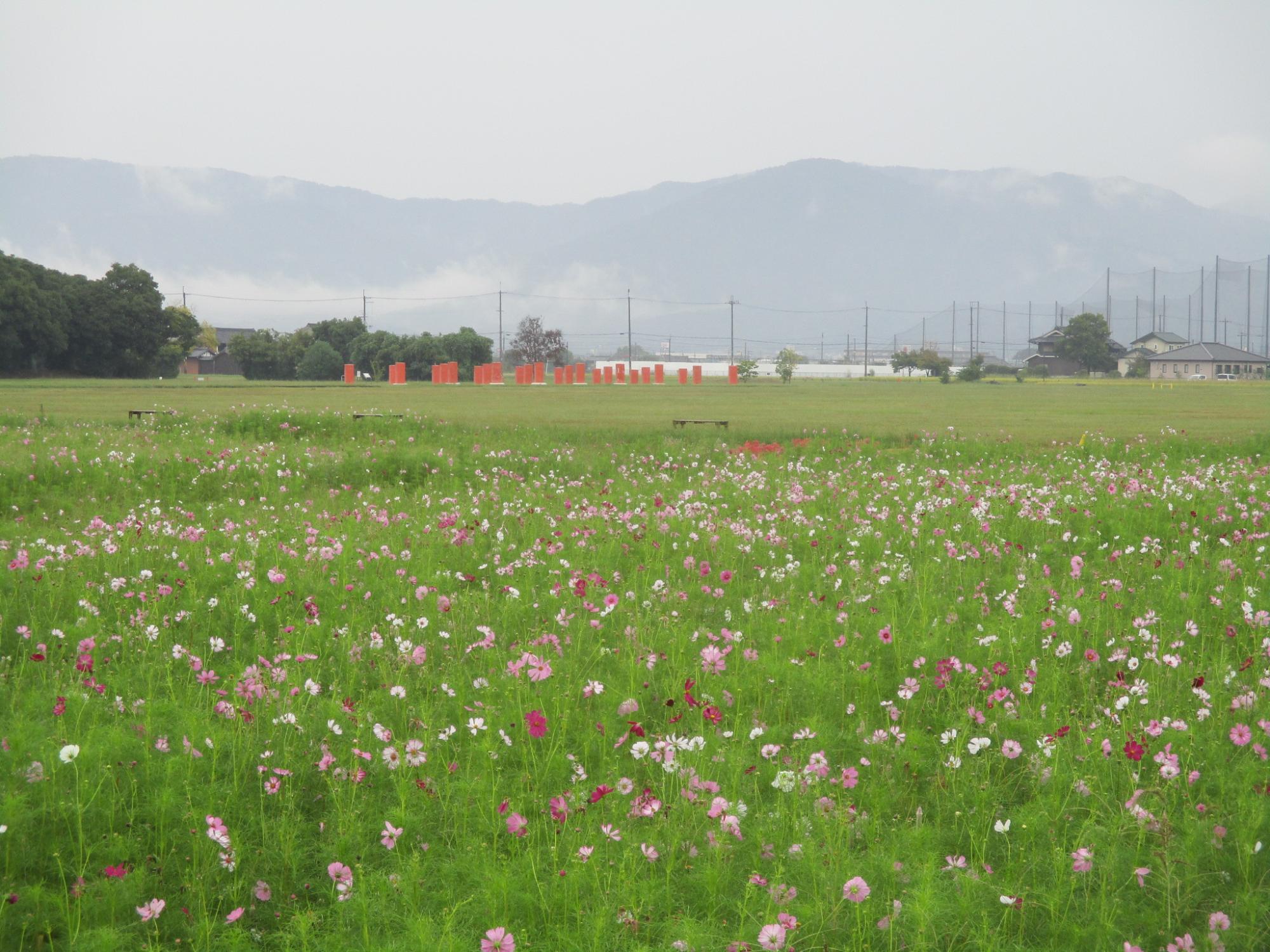 20241003藤原宮跡コスモス1