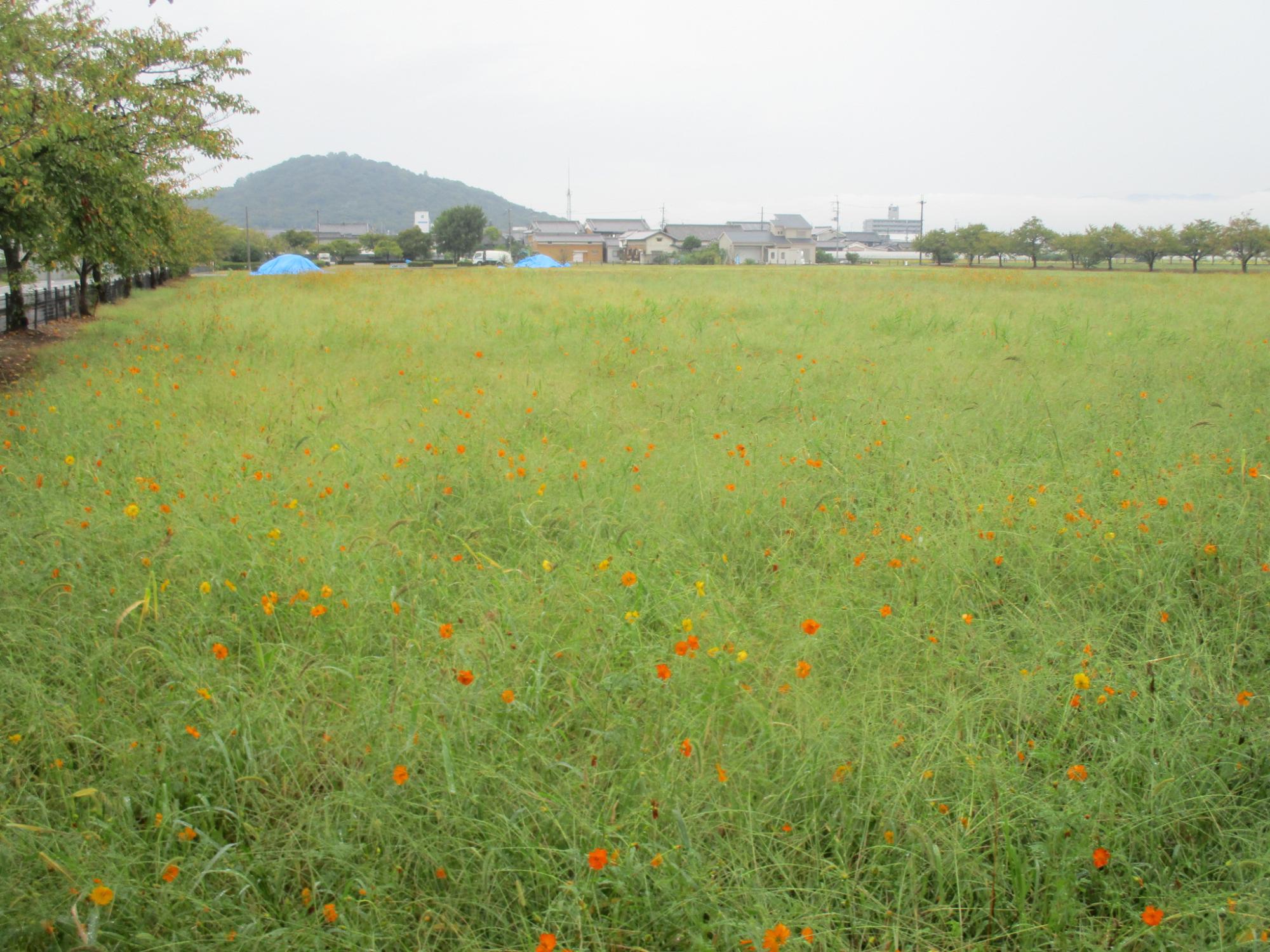 20241003藤原宮跡キバナコスモス2