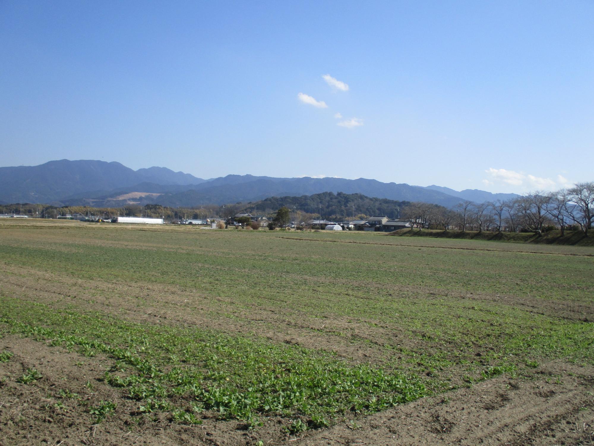 2月28日藤原宮跡菜の花2