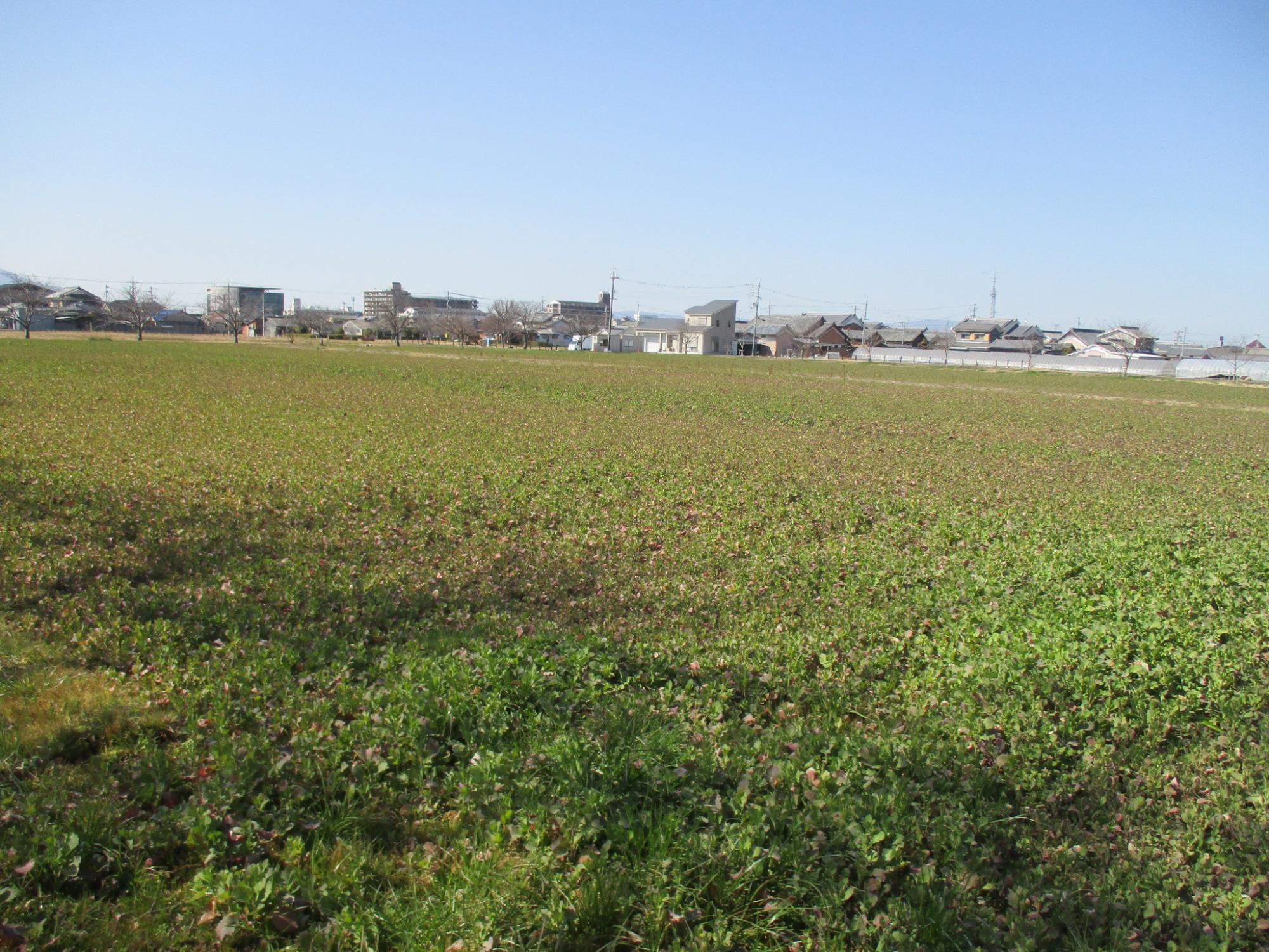 2月28日藤原宮跡菜の花