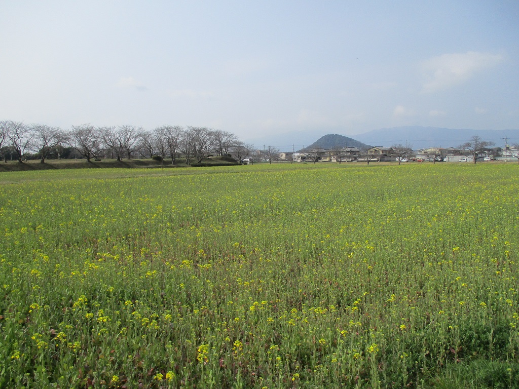 3月10日藤原宮跡菜の花1