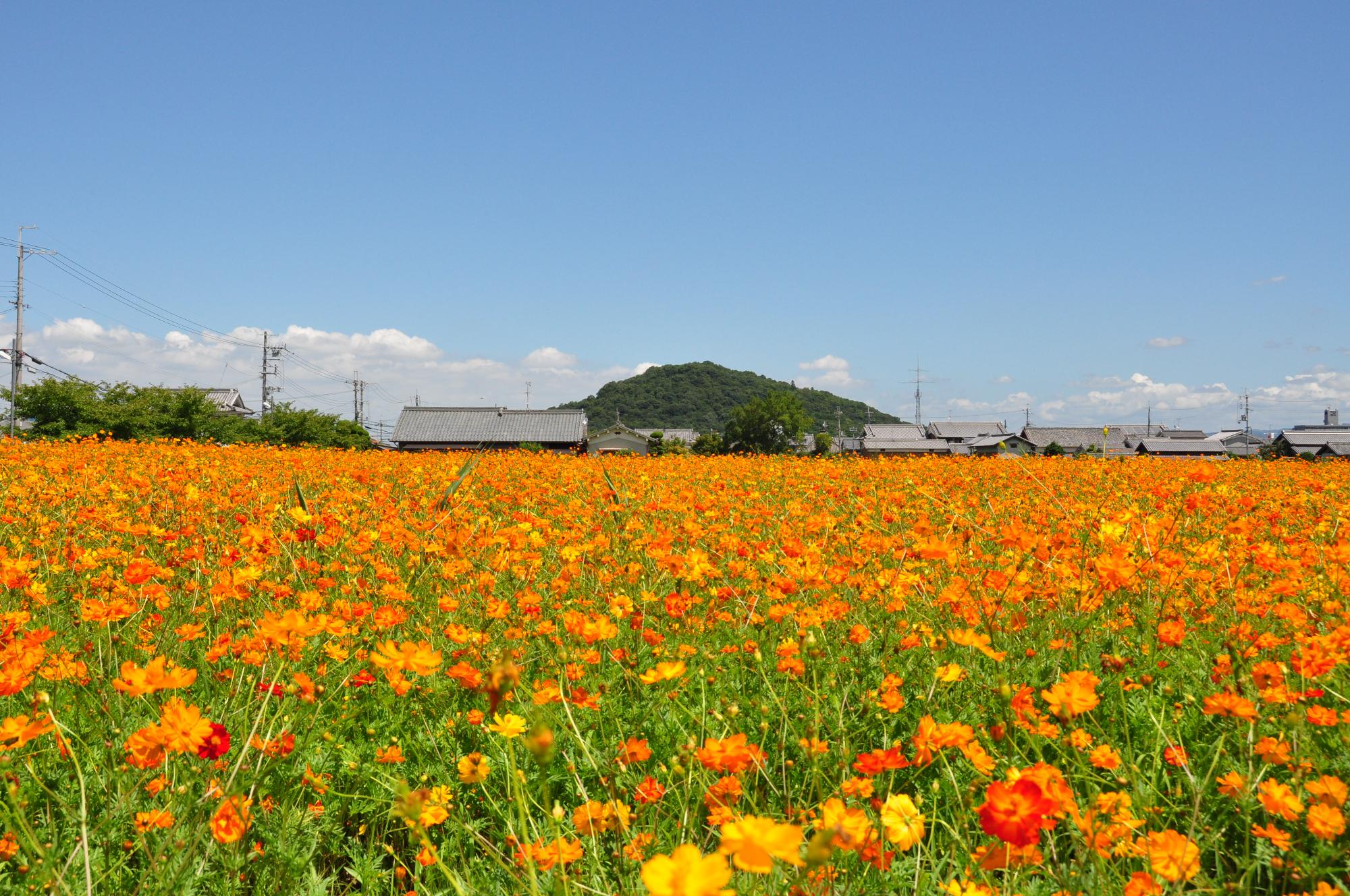 藤原宮跡　キバナコスモス