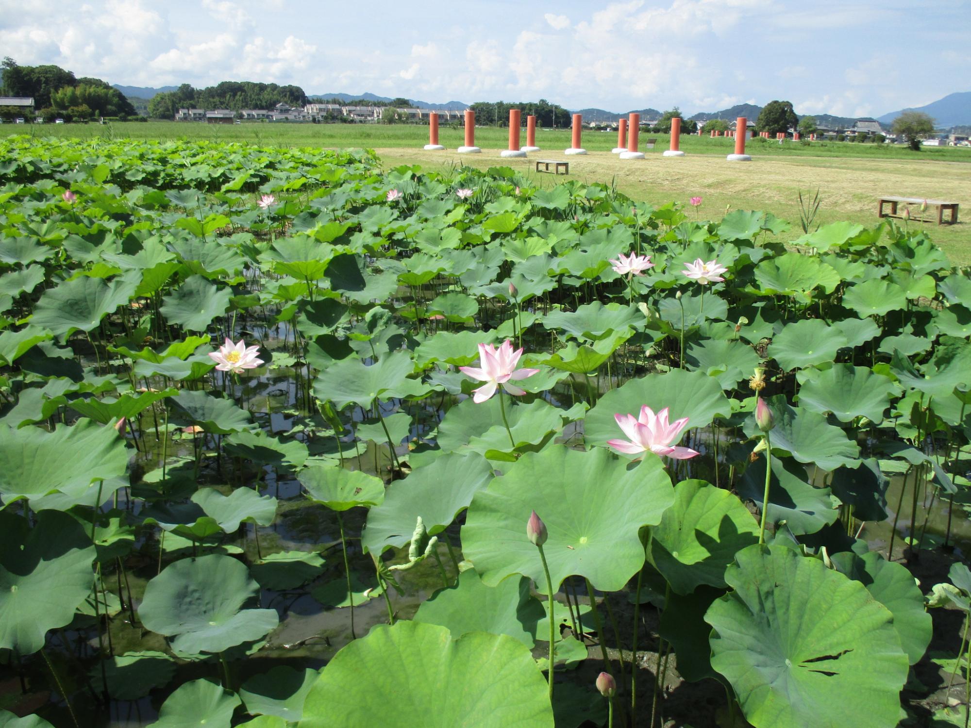 7月15日に撮影された満開の花をつける藤原宮跡蓮ゾーン南面の写真