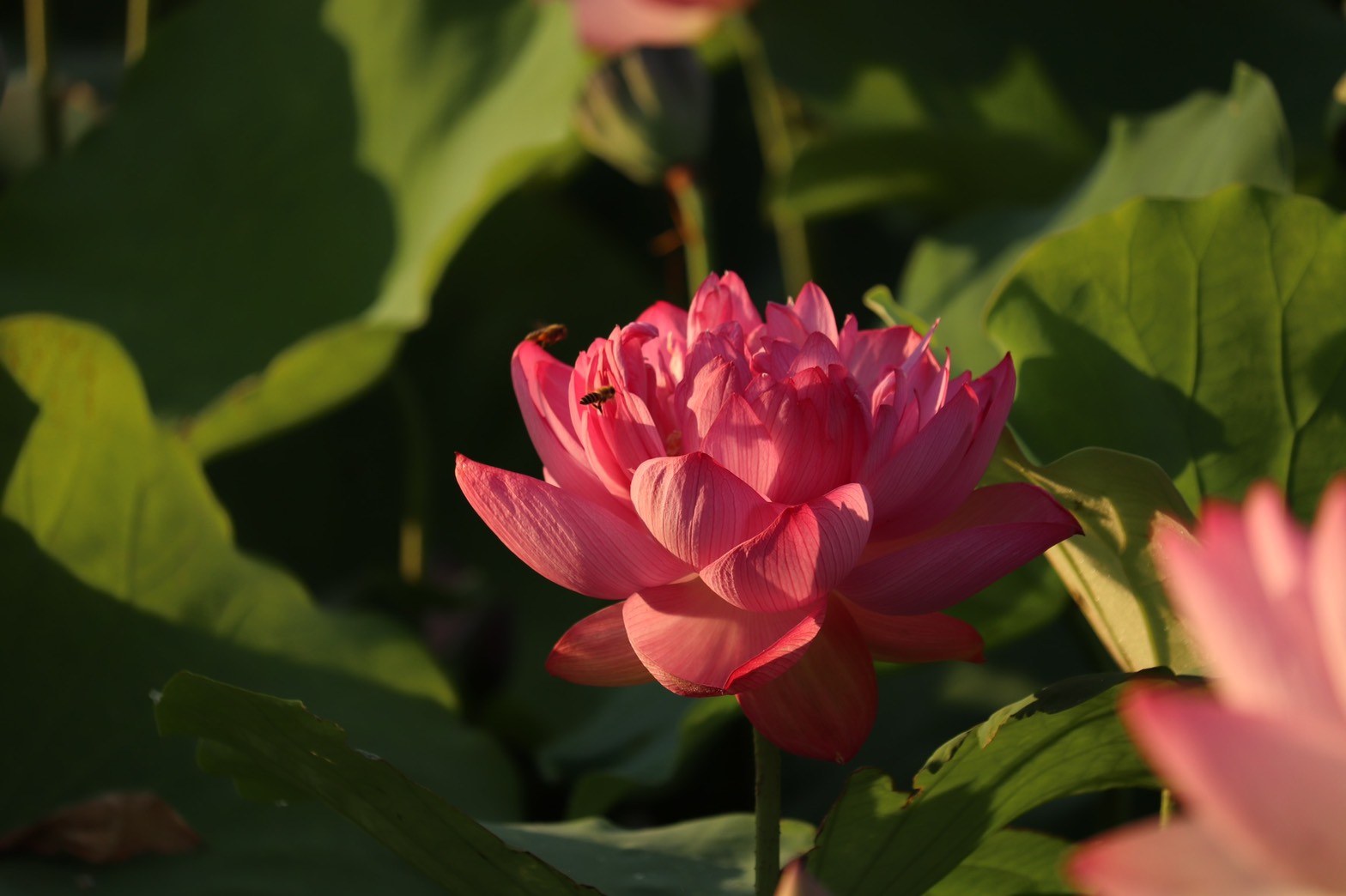 ピンク色の花びらにミツバチが止まる7月25日夜明け前に撮影された藤原宮跡ハナハスの近接写真