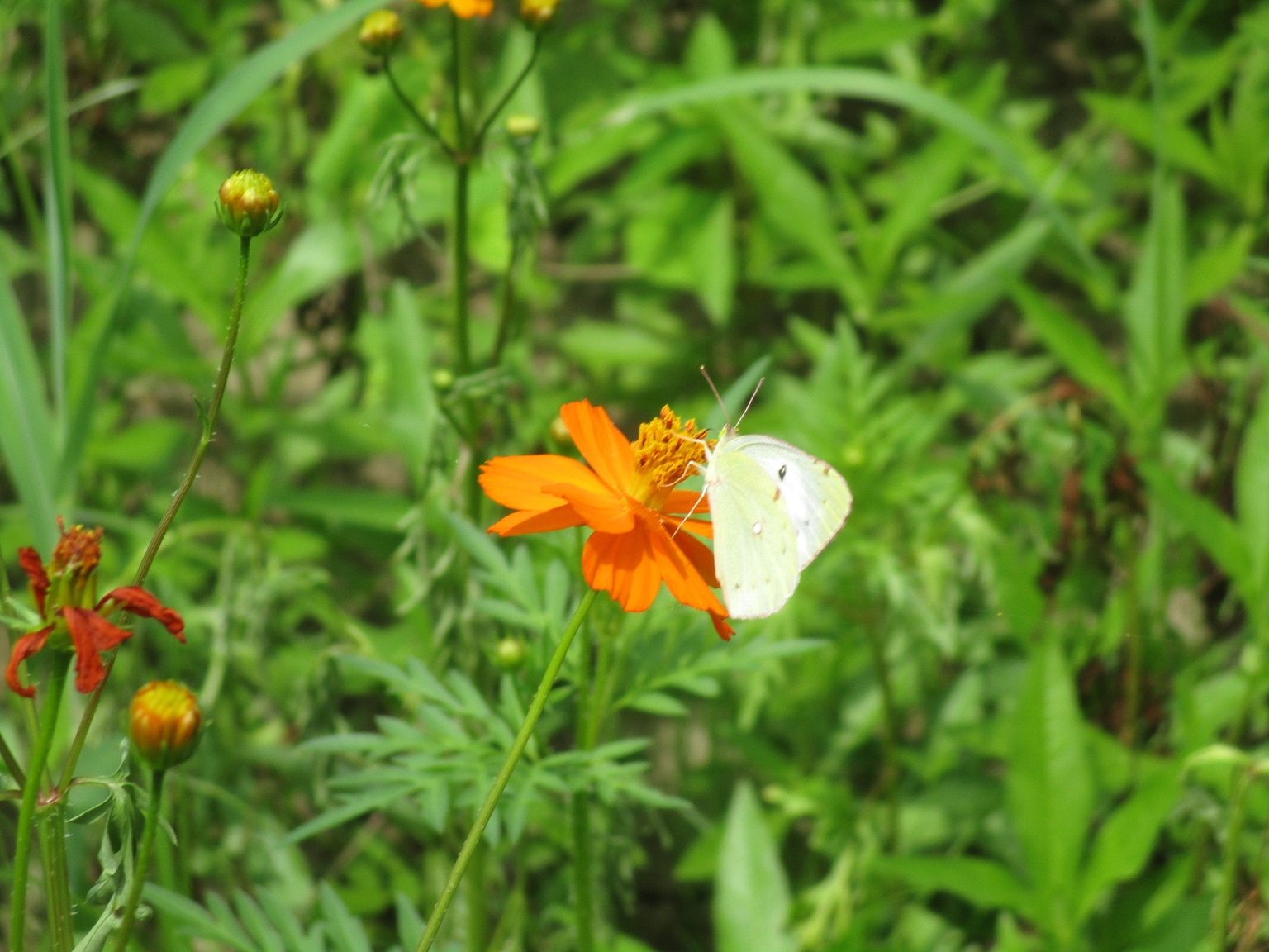 蝶がオレンジ色の花の蜜を吸っている、7月26日のキバナコスモス(夏ゾーン)の様子
