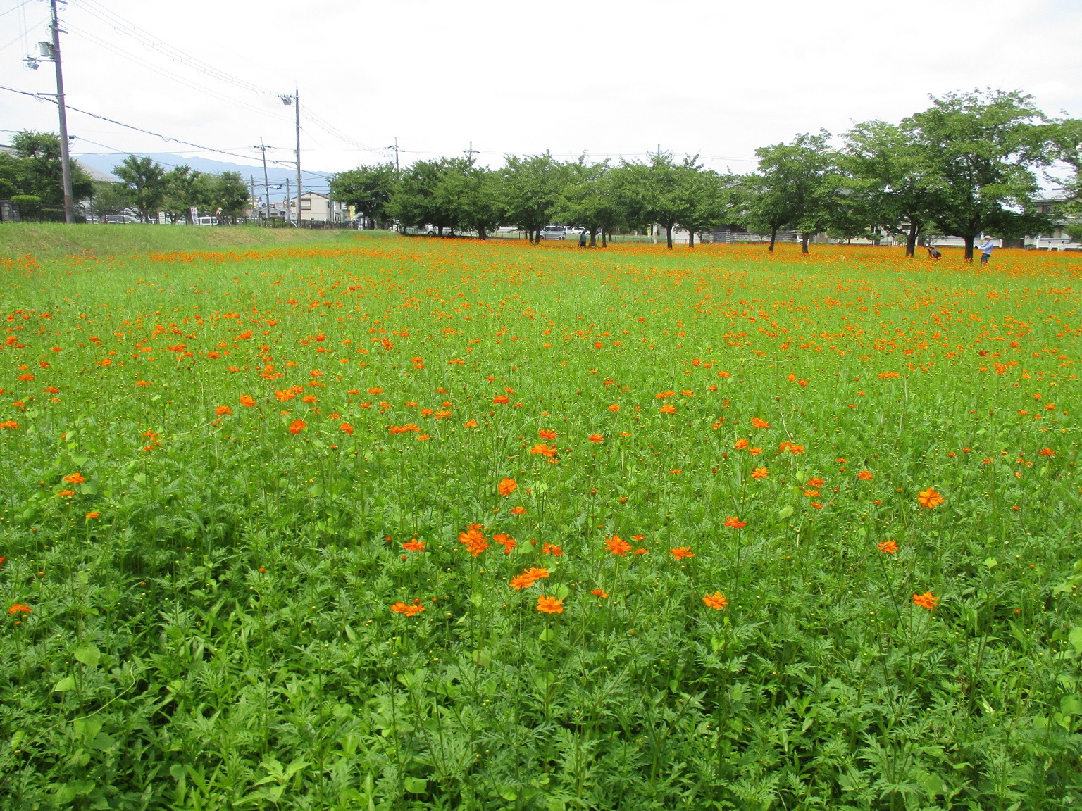 オレンジ色の花がまばらに咲き始めている、7月26日のキバナコスモス(夏ゾーン)の様子