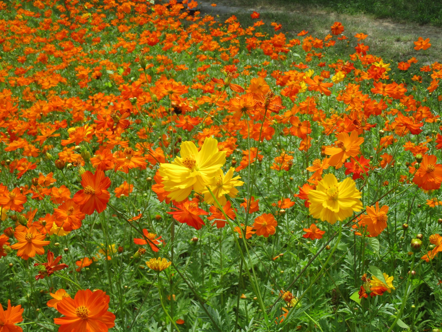 前面に黄色・背景にオレンジの花が満開で写っている、7月29日のキバナコスモス(夏ゾーン)の様子