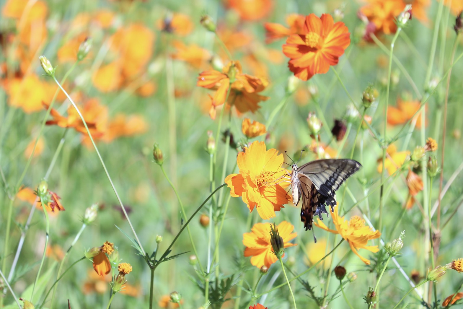 蝶が花の蜜を吸っている、8月4日のキバナコスモス(夏ゾーン)の様子