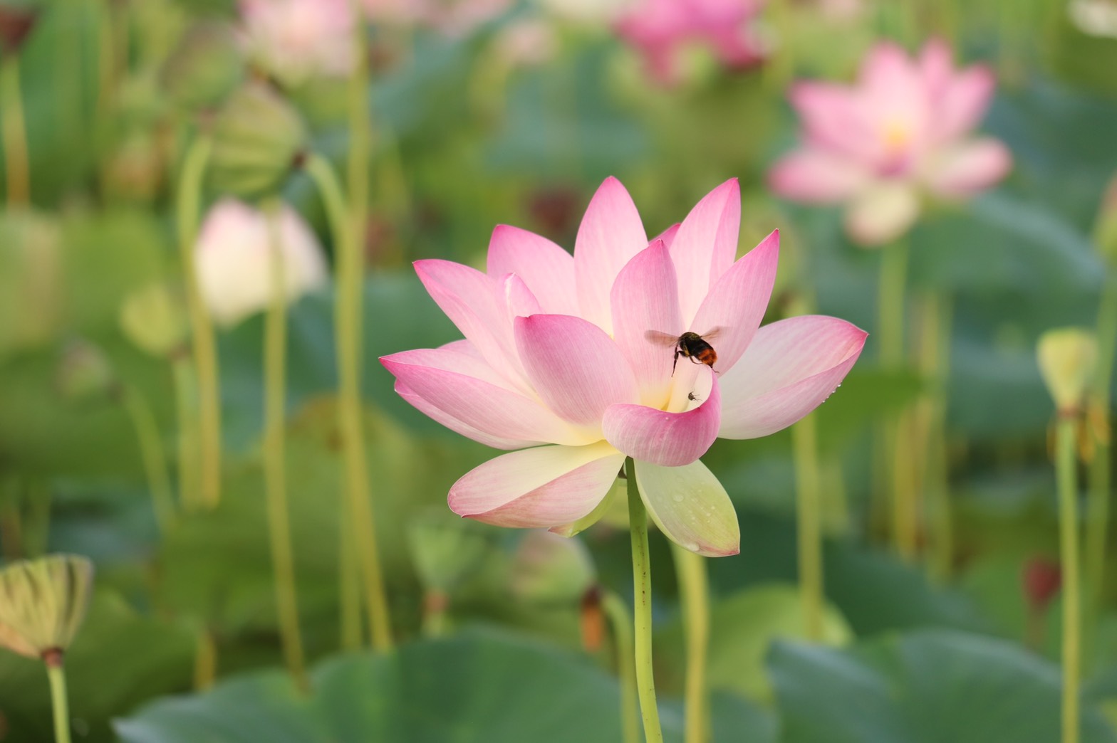 ピンク色の花びらにミツバチが止まる、8月7日夜明け頃に撮影された藤原宮跡ハナハスの写真