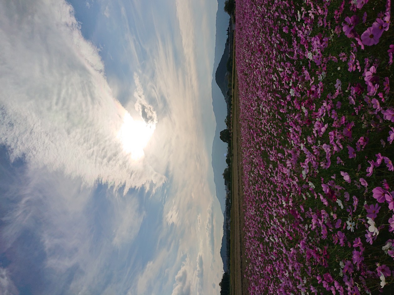 大きい雲が陽の光をを隠しコスモス畑が暗く写っている10月27日のコスモス(秋ゾーン)の様子。