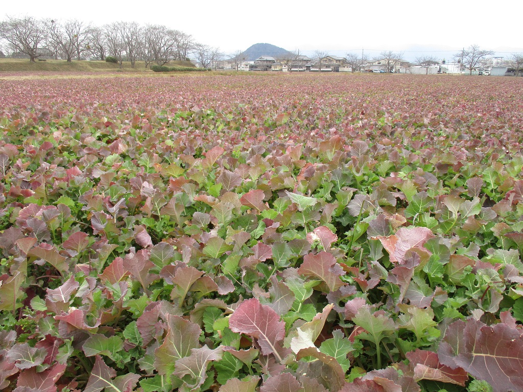2月8日に撮影された菜の花（春ゾーン西側）の写真