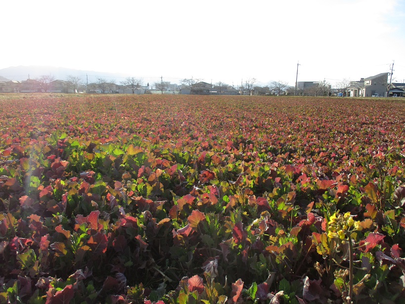 2月28日に撮影された菜の花（春ゾーン西側）の写真