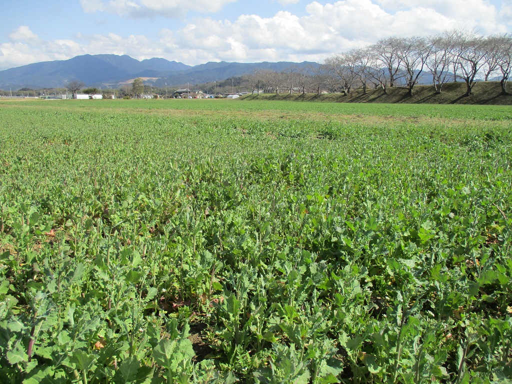 背丈が伸び、蕾が増えてきている3月14日に撮影された菜の花（春ゾーン東側）の写真