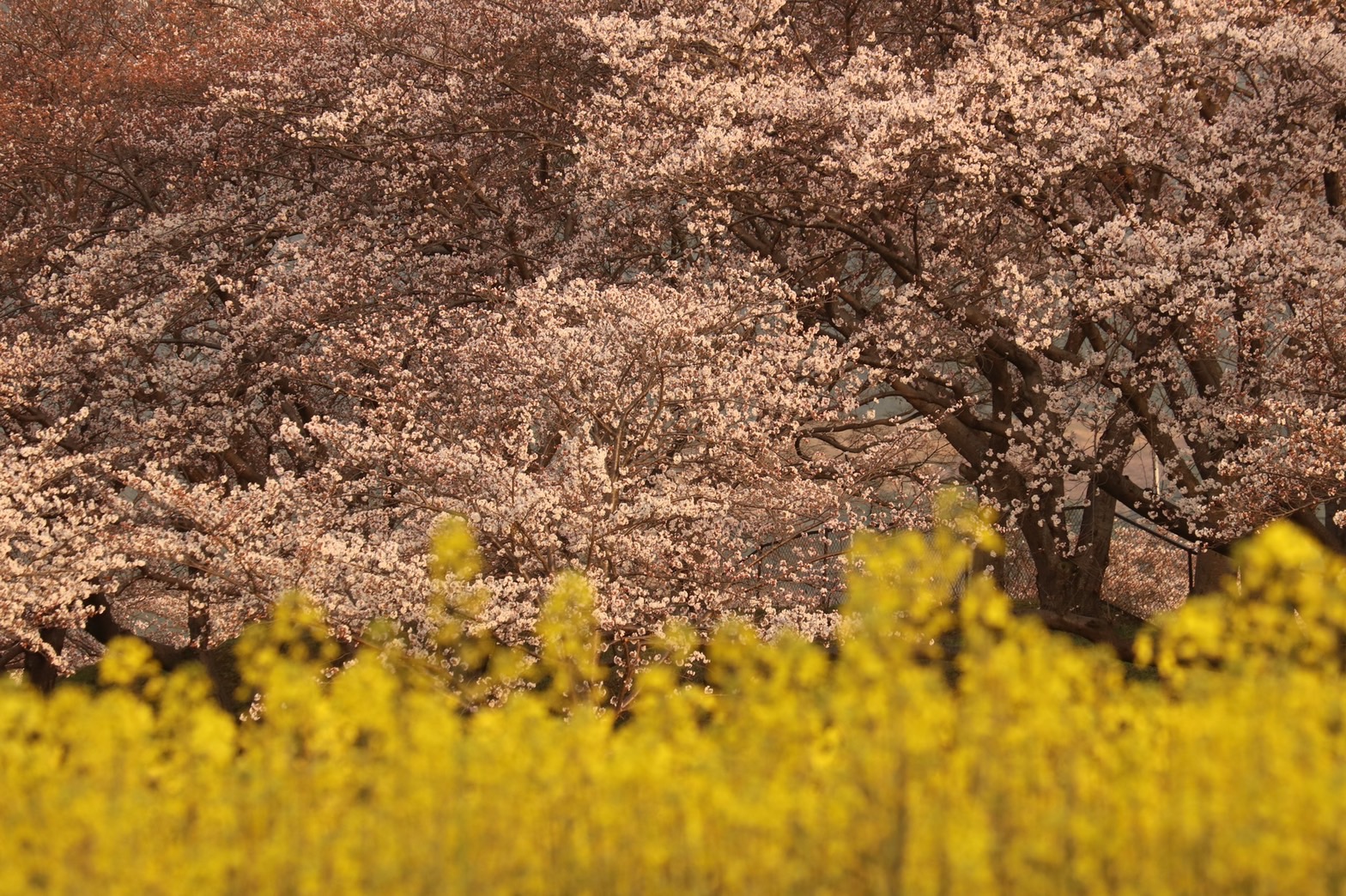 3月29日に撮影された菜の花と桜（春ゾーン西側）の写真